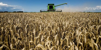 Una cosechadora surca los campos de trigo en Swiftebrant, Holanda