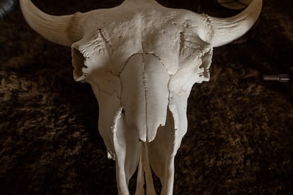 El cráneo de un bisonte americano, en Estados Unidos.