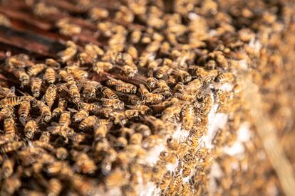 Tres de cada cuatro plantas comestibles en el mundo requieren la polinización asistida específicamente por abejas.