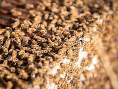 Tres de cada cuatro plantas comestibles en el mundo requieren la polinización asistida específicamente por abejas.