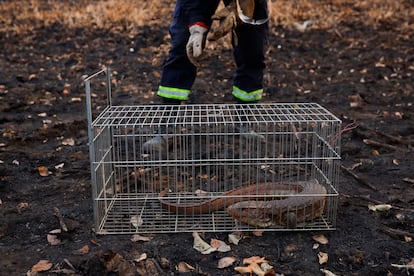 Un lagarto caimán deshidratado es rescatado por agentes de la GRAD (Grupo de Rescate de Animales en Desastres), en una zona de alta densidad de muertes animales luego de un incendio el 22 de noviembre.