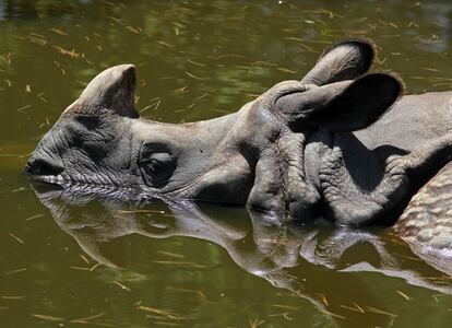 Un rinoceronte indio permanece sumergido en el agua durante las horas de más calor.