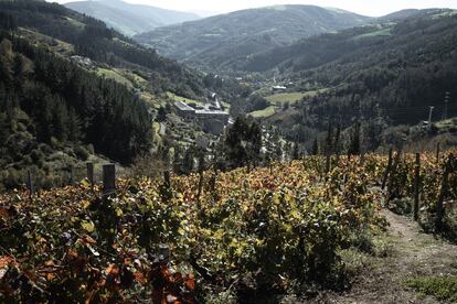 Vista del viñedo de la bodega Vidas, en Cangas del Narcea.