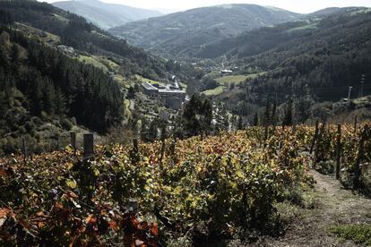 Vista del vi?edo de la bodega Vidas, en Cangas del Narcea.