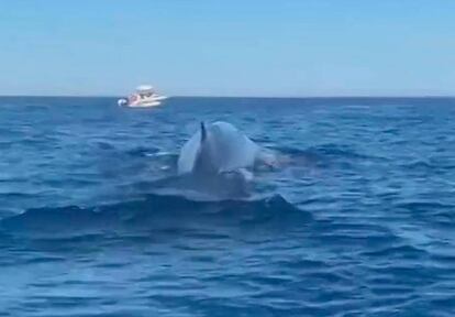 Captura del vídeo en el qual s'observen diverses embarcacions prop de tres balenes.