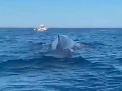 Captura del vídeo en el qual s'observen diverses embarcacions prop de tres balenes.