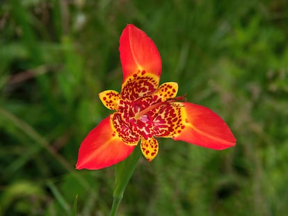 Tigridia pavonina