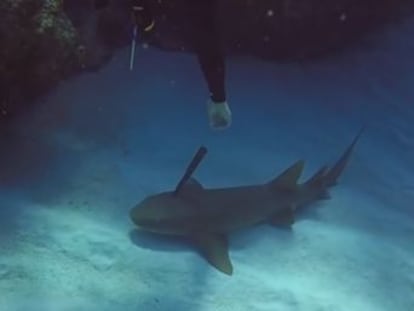 El instructor de buceo sintió que el pequeño escualo necesitaba ayuda y colaboró en la maniobra