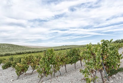 Viñedos de Alvear en Montilla.