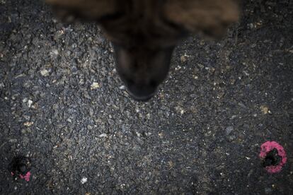 Un perro olisquea varios puntos donde se han realizado catas para analizar la contaminación del suelo en O Contrasto. La Xunta de Galicia ha vetado el consumo del agua con lindano, también para los animales. No se pueden consumir vegetales regados con esta agua.