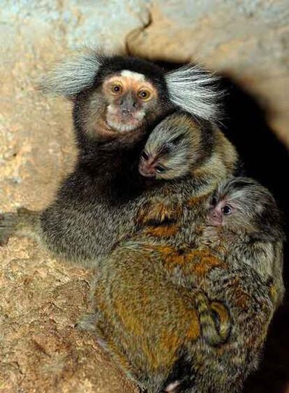Tres ejemplares de monos tití de Faunia.