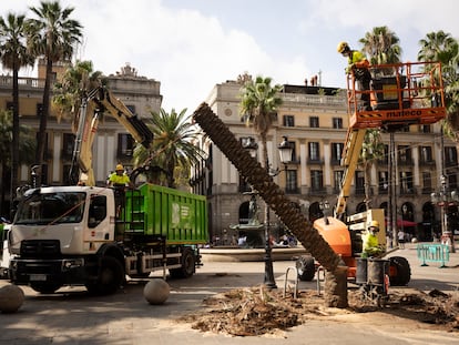 Los operarios del Ayuntamiento de Barcelona talan una palmera en la Plaza Reial.