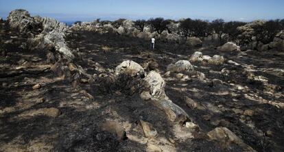 Terrenos del campo de la sierra del Retín, tras el incendio en junio.