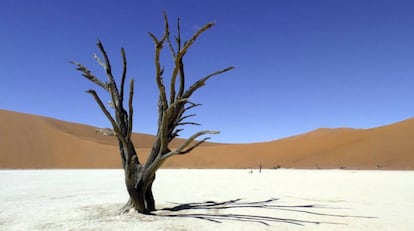 Deadvlei, las antiguas lagunas desecadas y rodeadas por dunas rojizas en Namibia.