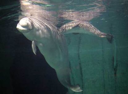La primera beluga nacida en Europa en cautividad (en la foto, con su madre) murió en Valencia a las pocas semanas.