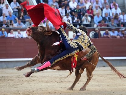 Paco Ureña sufre una cogida por parte del segundo toro de la tarde, en las Ventas.