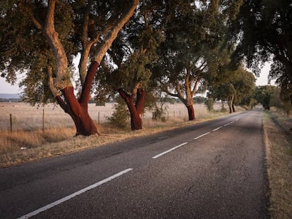 La Nacional 2, flanqueada de alcornoques, a su paso por la región del Alentejo.