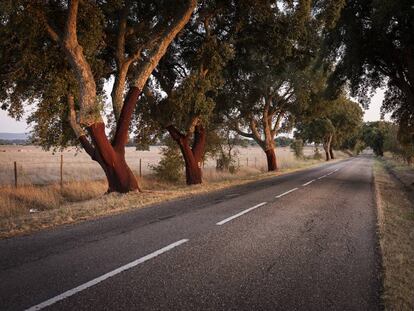 La Nacional 2, flanqueada de alcornoques, a su paso por la región del Alentejo.