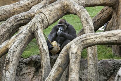 Una gorila escondida se relame entre las raíces de un árbol en el Bioparc de Valencia.