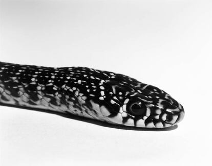 'Snake'. From the series “Almost There”, 2013 © Aleix Plademunt