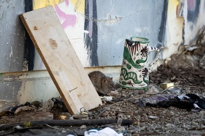 En la imagen, una rata busca comida bajo el puente junto a las chabolas. 