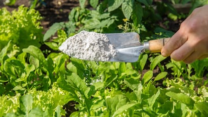 tierra de diatomeas: insecticida para hormigas, cucarachas y otros insectos rastreros.
