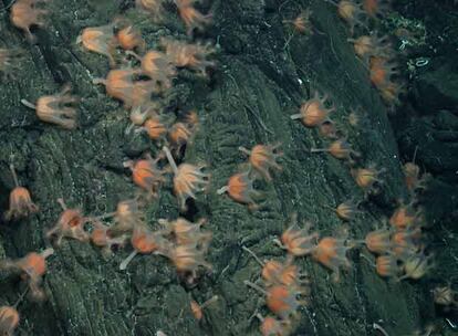 Medusas rosadas en forma de campana en el fondo del océano Pacífico.