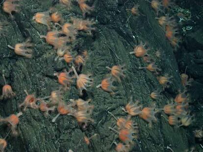 Medusas rosadas en forma de campana en el fondo del océano Pacífico.