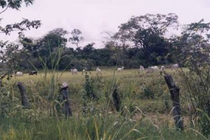 Ganado vacuno en la hacienda Hato Paraima, en las llanuras de Venezuela.