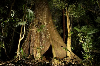 Árboles de la jungla maya en Chiapas.