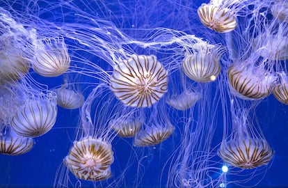 Medusas en la exposici&oacute;n de L&#039;Oceanogr&agrave;fic de Valencia.