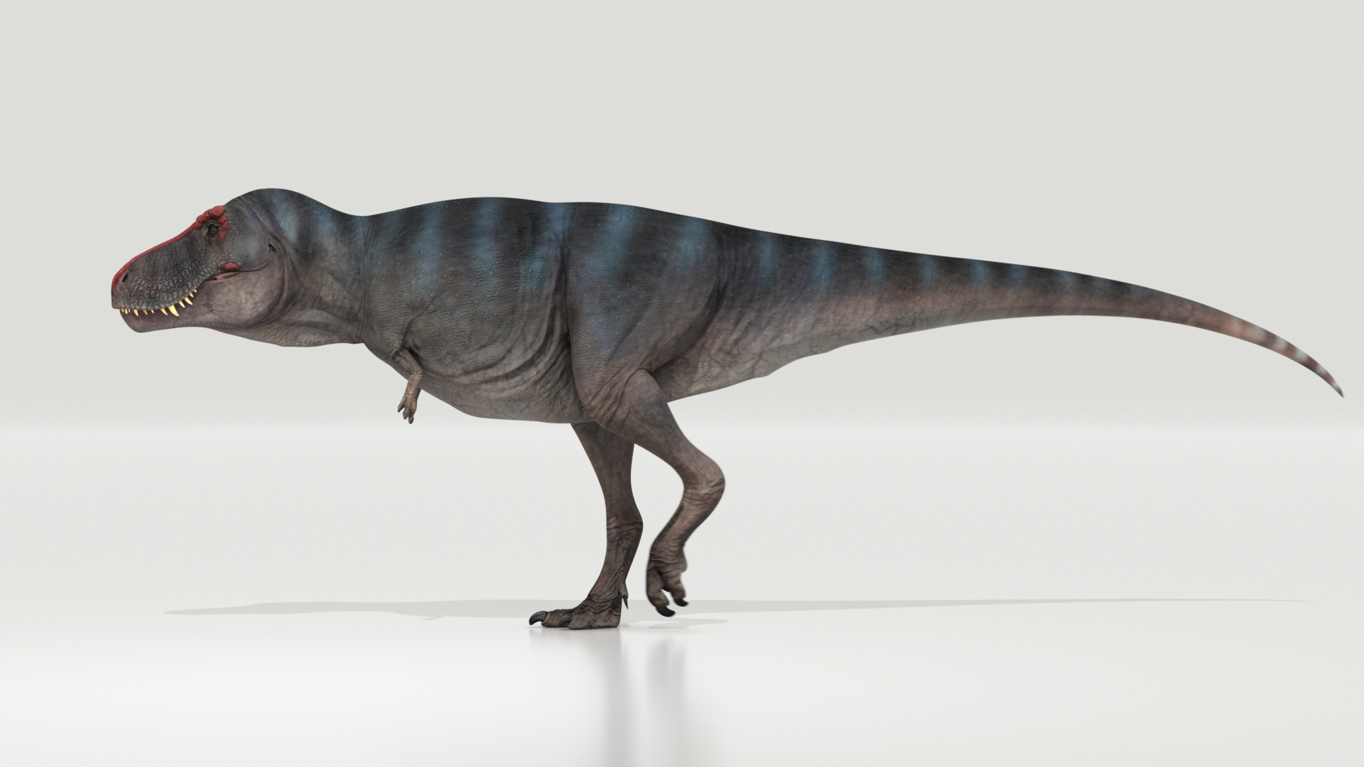 Reconstrucción del 'Tyrannosaurus rex'