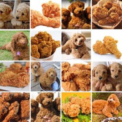 ¿Labradoodle o pollo frito?