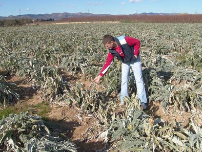 Campo de alcachofas arrasado por la helada en Benissanet (Tarragona).