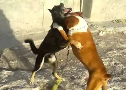 Pelea de perros