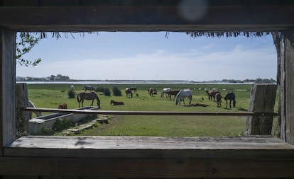 Caballos en el Charco de la Boca (Huelva).