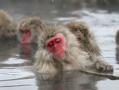 Varios macacos japoneses en Japón.