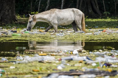 Un caballo bebe agua contaminada en la presa de Cerrón Grande, también llamada Lago Suchitlán, en septiembre de 2022.