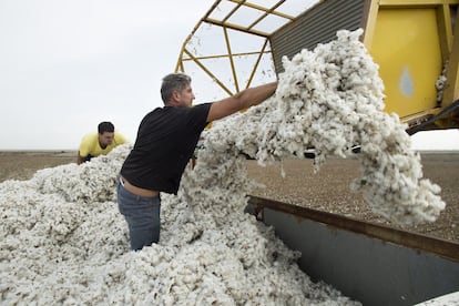 Los 'pisadores' son los encargados de distribuir y compactar el algodón recogido en el remolque del camión. Es la parte del proceso de recolección que se hace de forma manual.

