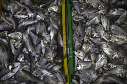 Dos bandejas, una de ellas con Lisas (izquierda) y Zapatillas (derecha) en la pescadería antes de ser pesado tras el despesque en los esteros del Carrascón en San Fernando, Cádiz.