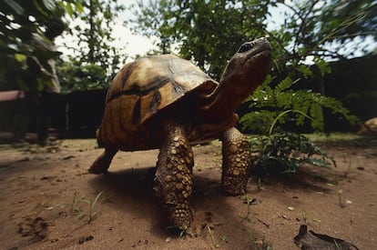 A tartaruga angonoka (‘Astrochelys yniphora’) conta com uma população de 400 indivíduos no noroeste de Madagascar. É uma das espécies em perigo crítico de extinção, segundo a Lista Vermelha. Mas não é a única: outras tartarugas também estão ameaçadas pela captura acidental em redes de pesca, pelo desaparecimento de seu hábitat com a invasão humana e pelo comércio ilegal. Estes animais se destinam principalmente ao setor alimentar de luxo, por seus ovos e sua carne.