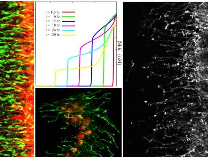 Imagens de tecidos em desenvolvimento da mosca da fruta ou mosca do vinagre (‘Drosophila melanogaster’), nas quais se observam as extensões celulares (filopódios). O gráfico mostra a simulação matemática da informação transportada no processo de comunicação (densidade de Sonic Hedgehog).