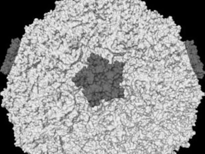 Imatge d'un rinovirus.