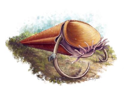 Reconstrucción del hiolito 'Haplophrentis' con sus tentáculos del lofóforo y su par de helenos (apéndices) que le impulsan desde el fondo oceánico.