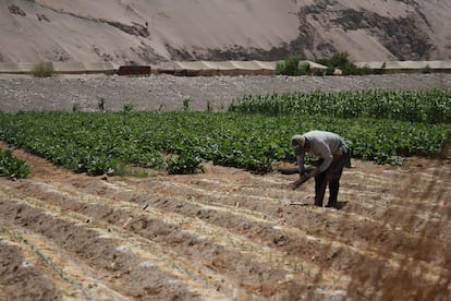 La economía agrícola en Tarapacá fue la permitió el desarrollo minero, que requiere más inversión.