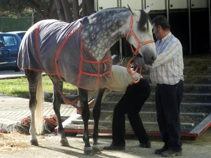 Uno de los caballos que se exhiben en el Salón Internacional de Sevilla.