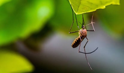 Mosquito captado en Bengaluru, Karnataka, India.