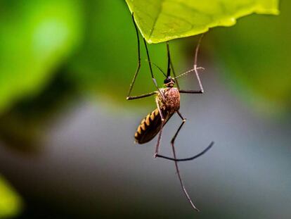 Mosquito captado en Bengaluru, Karnataka, India.