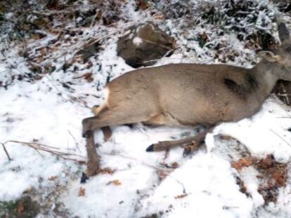 Cr&iacute;a de corzo muerta de hambre en el Pirineo leridano.