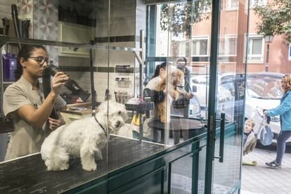 Unos paseantes miran con curiosidad a través del escaparate de una peluquería canina mientras una trabajadora seca el pelo de un cliente.
